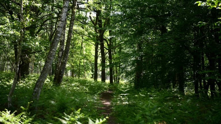 la forêt de Fontainebleau.