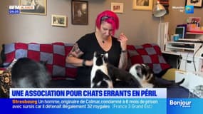 Strasbourg: une association pour chats errants en péril