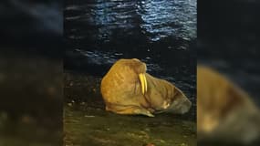 Un morse observé dans le port de Dieppe.