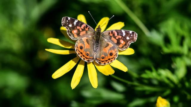 Un papillon de l'espèce vanessa braziliensis à Buenos Aires, en Argentine, en septembre 2019