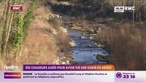 Des chasseurs jugés pour avoir tué une ourse en Ariège 
