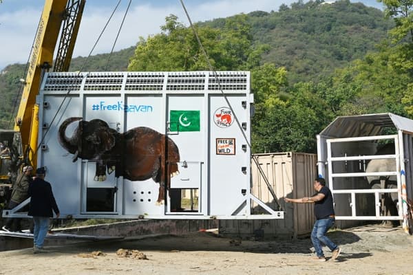 Le caisson métallique dans lequel l'éléphant Kaavan sera installé pour son voyage en avion cargo vers une réserve au Cambodge, le 28 novembre 2020 au zoo d'Islamabad, au Pakistan Le caisson métallique dans lequel l'éléphant Kaavan sera installé pour son voyage en avion cargo vers une réserve au Cambodge, le 28 novembre 2020 au zoo d'Islamabad, au Pakistan