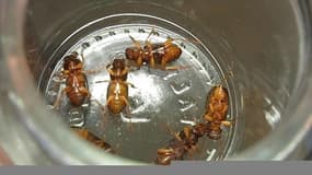 Essonne: des coléoptères envahissent un village, les habitants sont excédés