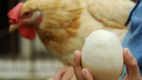 Un œuf devant une poule.