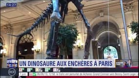 Installé à l'hôtel InterContinental, ce squelette de dinosaure va être vendu aux enchères