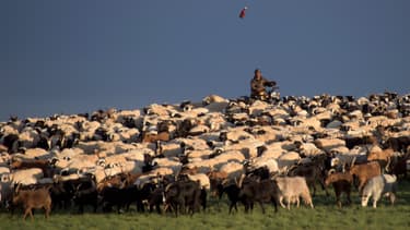 Un troupeau de mouton en Mongolie - Image d'illustration