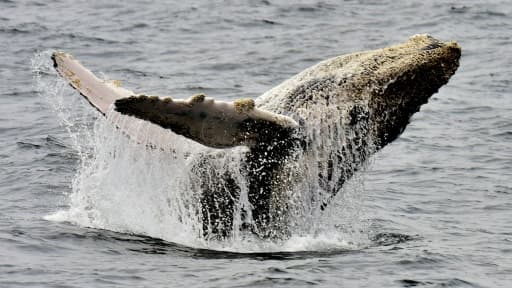 Baleine à bosse prise en photo au large d'Equateur, le 21 octobre 2015