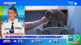 BFM Marseille et Vous: les abandons d'animaux, un fléau marseillais?
