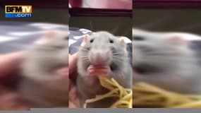 Ce rat se régale en mangeant des spaghettis 