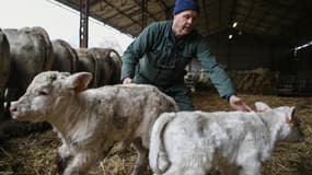L'agriculteur français Didier Caverot tente d'attraper des veaux dans sa ferme de Senailly, dans l'est de la France, le 5 décembre 2017. Le documentaire "Oser" (Oser), produit par la MSA (Mutualité sociale Agricole) Bourgogne raconte l'histoire des agriculteurs français , avec leurs problèmes quotidiens ou leur solitude, à « libérer la parole » au sein du secteur agricole.