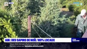 Ain: la dernière pépinière du département à vendre ses sapins de Noël directement aux particuliers