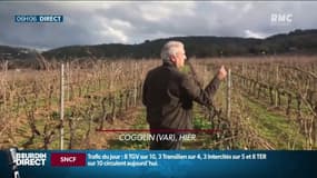Météo et températures douces: l'inquiétude des viticulteurs avec l'apparition des premiers bourgeons très en avance