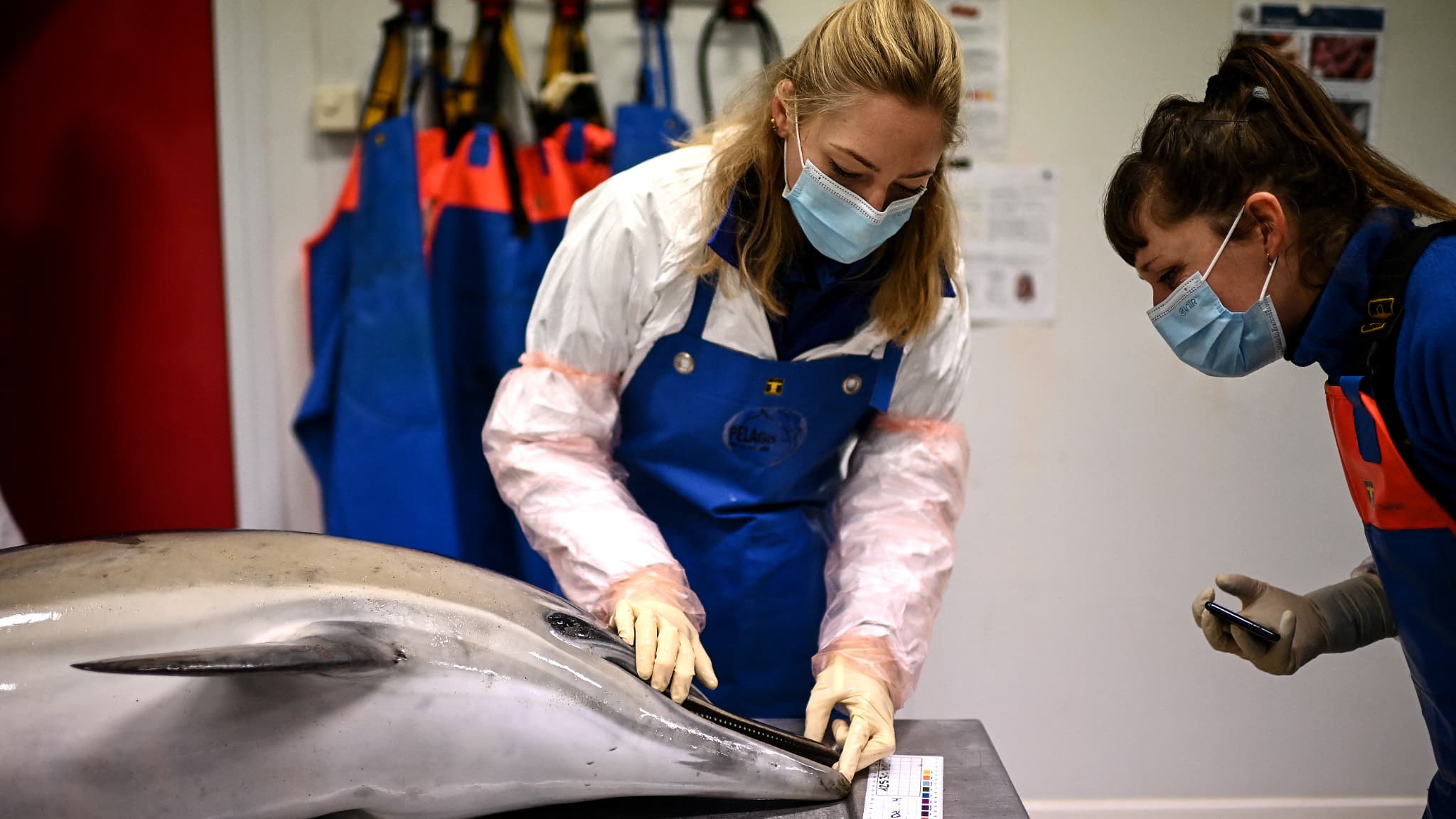 Des scientifiques effectuent des observations sur un dauphin mort, à l'observatoire Pelagis de l'université de La Rochelle, le 22 janvier 2025, après l'échouage d'un groupe de dauphins sur l'île d'Oléron voisine, plus tôt dans la semaine.