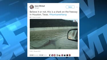 Plusieurs montages circulent sur les réseaux sociaux, représentant toutes sortes d'animaux dans les eaux du Texas.
