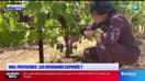 Var / Pesticides : les riverains exposés ? 