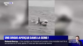Une orque a été aperçue dans la Seine