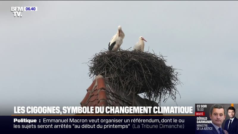 La migration des cigognes perturbée par le changement climatique