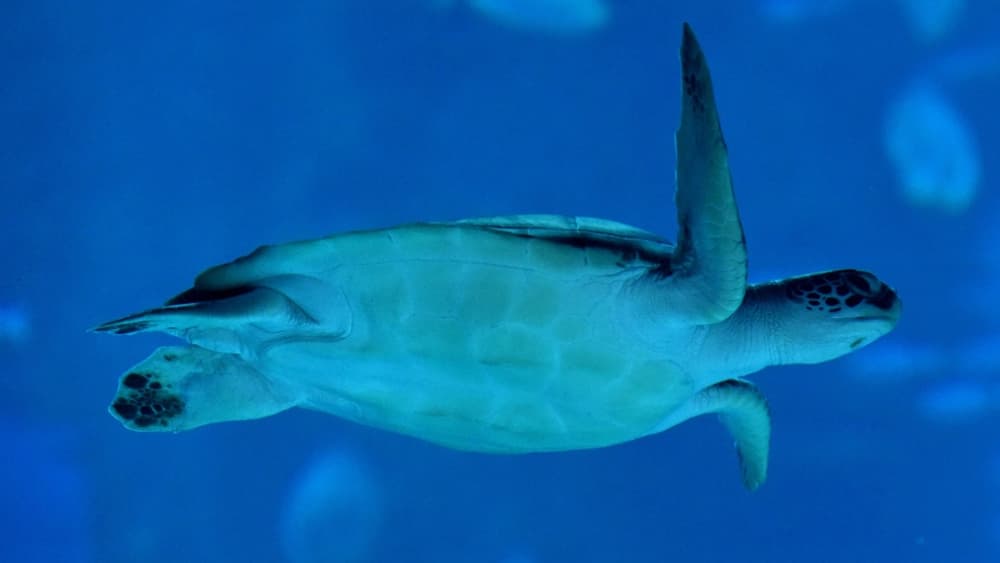 Tortue marine Tortue marine