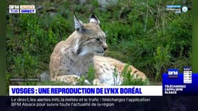 Vosges: une femelle lynx boréal filmée avec ses petits par un naturaliste