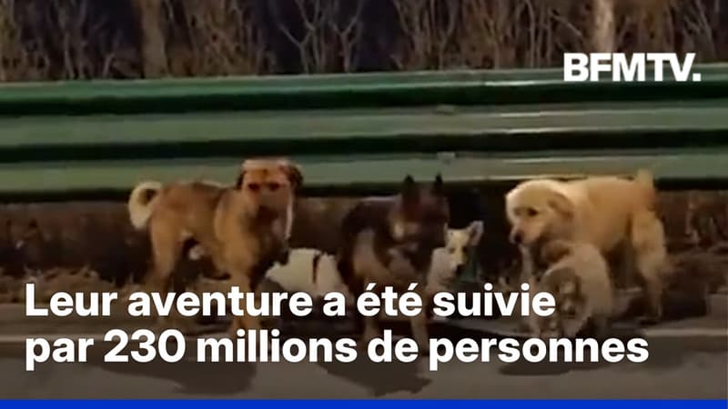 Chine: sept chiens portés disparus parcourent 17 kilomètres pour rentrer chez eux