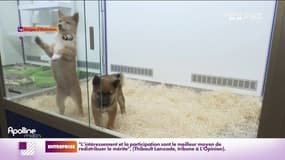 Le Sénat se penche sur le bien-être animal pour mieux contrôler les ventes