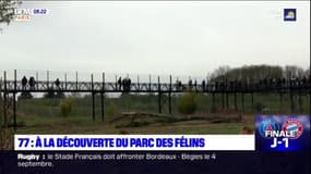 A la découverte du parc des félins en Seine-et-Marne