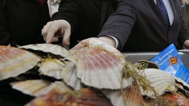 Les populations de coquilles Saint-Jacques en baie de Seine et en baie de Saint-Brieuc ont battu un record historique cet automne.