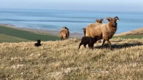 Une trentaine des moutons pâturent depuis plusieurs mois sur la pelouse calcaire du Cap Blanc-Nez, à Escalles (Pas-de-Calais).