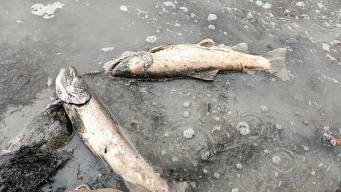 Des centaines de truites ont été retrouvées mortes sur les berges de la Durance, dans le Briançonnais.