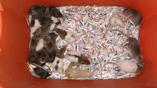 Les rattes ont des portées de 2 à 16 petits