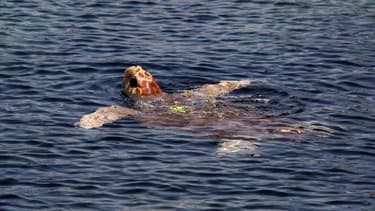 Une tortue marine relâchée dans les eaux en mai 2016 après être née en captivité à Marineland.
