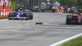 GP du Canada : la miraculeuse traversée du circuit d’une marmotte en pleine séance d’essais libres  