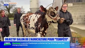 Manche: objectif Salon de l'agriculture pour la vache Tempête