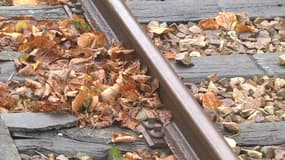 L'entassement des feuilles mortes perturbe la ligne Paris-Granville.