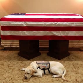 L’hommage émouvant du labrador de George H. W. Bush à son maître