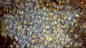 Des abeilles au milieu d'une ruche en septembre 2009 (photo d'illustration)