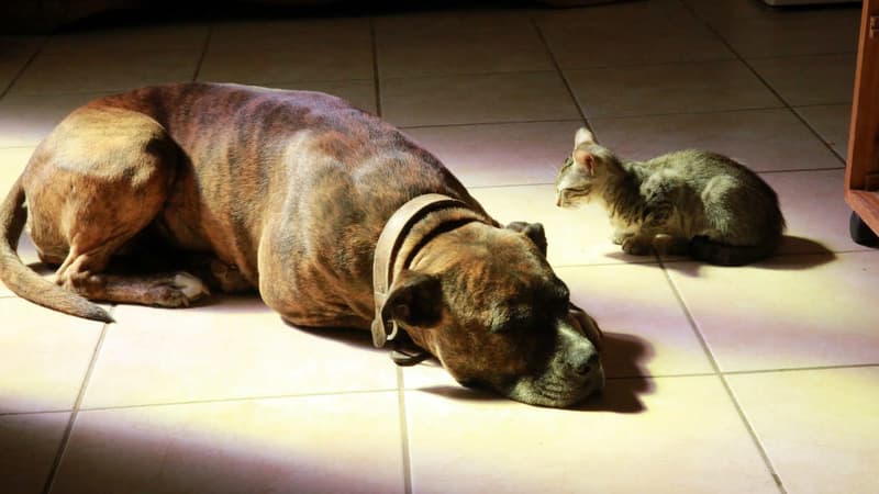 Les animaux testés pour le vaccin étaient des chats, des chiens, des renards roux et polaires et des visons.