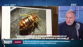 Punaises de lit: "N'importe qui peut être touché"