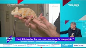 Faut-il interdire les nouveaux animaux de compagnie ? - 25/08