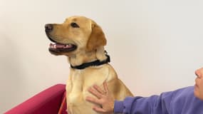 Verrone, jeune labrador de 15 mois travaillant comme chien de soutien à l’unité médico-judiciaire du centre hospitalier de Bayonne (Pyrénées-Atlantiques), début décembre 2025.