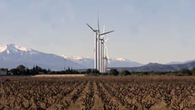 Des vignes à Rivesaltes près de Perpignan dans les Pyrénées-Orientales en 2006 (photo d'illustration)