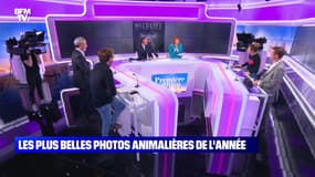 Les plus belles photos animalières de l'année - 13/10