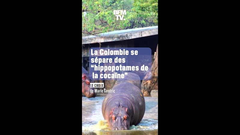 La Colombie se sépare des "hippopotames de la cocaïne"