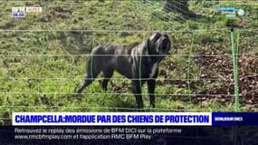 Hautes-Alpes: une cycliste blessée par un chien de berger