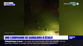 Une compagnie de sangliers à Ecully