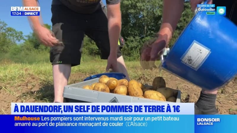 Dauendorf: un euro le kilo de pommes de terre, à condition de venir les chercher soi-même