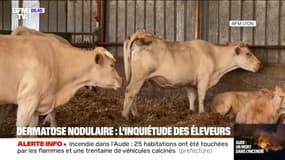 L'inquiétude des éleveurs de bovins face à la contagion de dermatose nodulaire