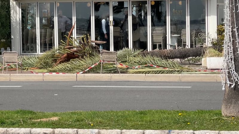 Un palmier de la promenade des Anglais est tombé, ce vendredi 21 mars, sur une terrasse