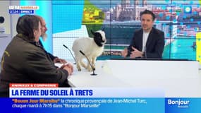 Animaux & Compagnie : Roger, l'animal de la semaine avec la ferme du soleil de Trets