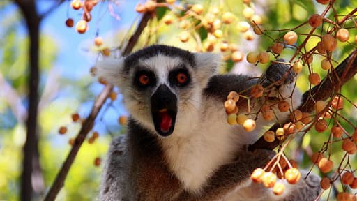 Lémurien de Madagascar.. Le "grand hapalémur" est une espèce en voie de disparition.